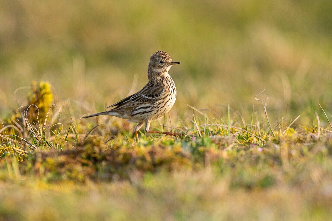 France,Somme,Baie de Somme,Cayeux sur Mer,The hâble d'Ault,Meadow pipit (Anthus pratensis Meadow Pipit)