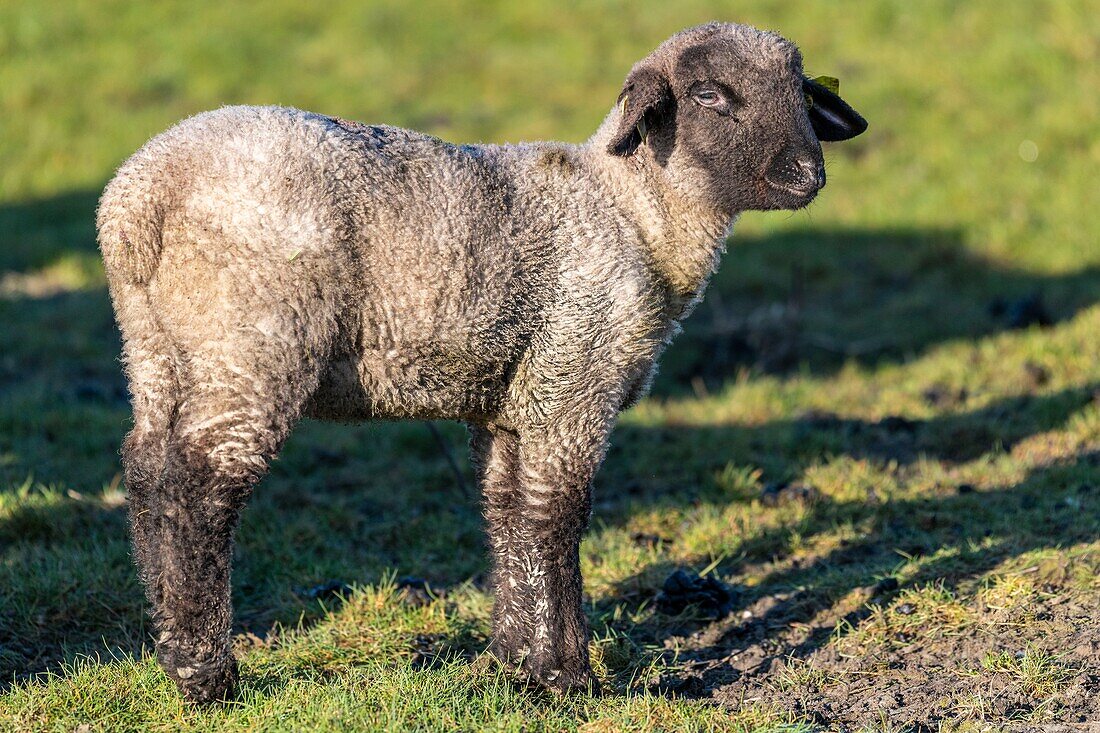 Frankreich,Somme,Baie de Somme,Le Crotoy,Salzwiesenschafe in der Baie de Somme im Frühling,zu dieser Jahreszeit haben die Schafe noch ihre Wolle und die Lämmer sind noch klein,ein paar Ziegen begleiten die Herde, um sie über die Wiesen zu führen