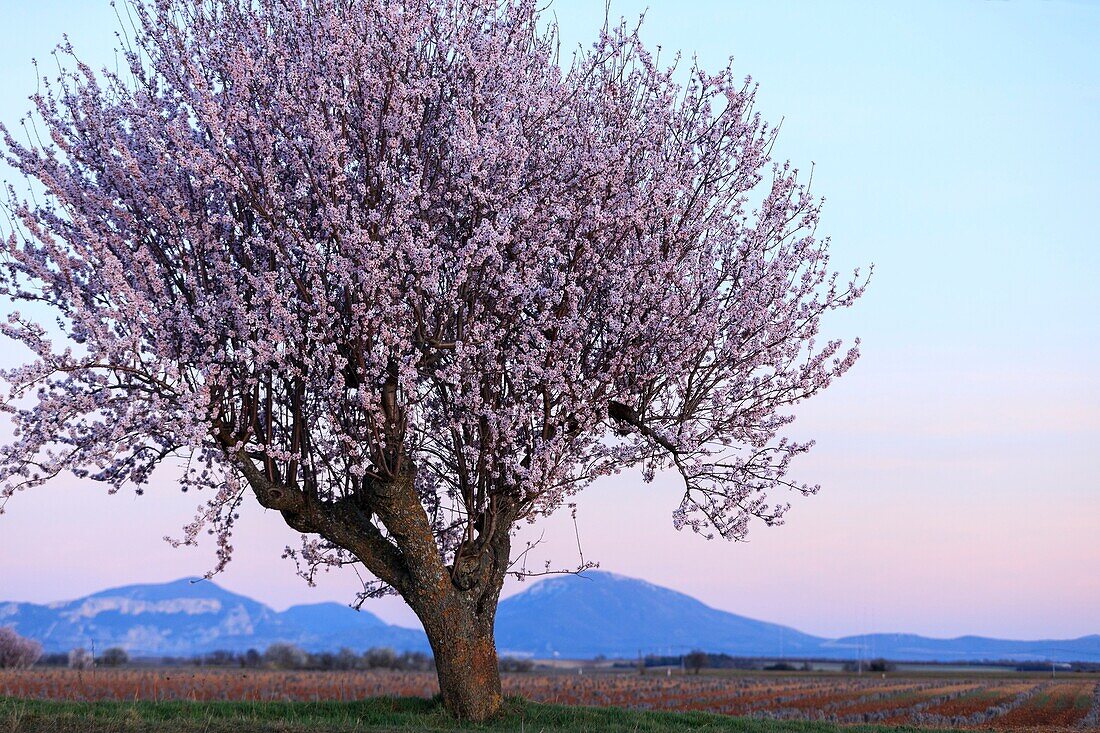 France,Alpes de Haute Provence,Verdon Regional Nature Park,Valensole Plateau,Valensole,almond trees in bloom