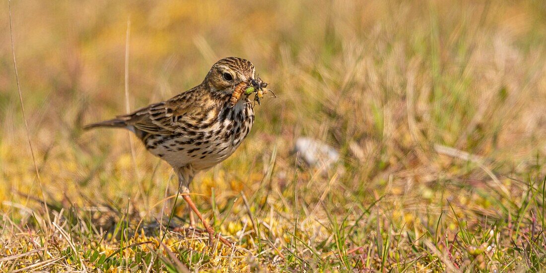 France,Somme,Baie de Somme,Cayeux sur Mer,The hâble d'Ault,Meadow pipit (Anthus pratensis Meadow Pipit)