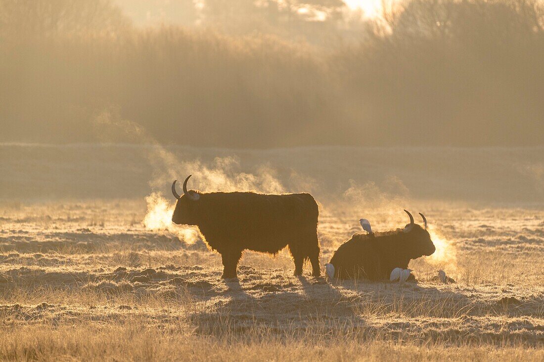 Frankreich,Somme,Baie de Somme,Noyelles-sur-Mer,Winter,Schottische Kühe Hochlandrinder in einem Frostfutter am frühen Morgen im Winter mit Kuhreiher