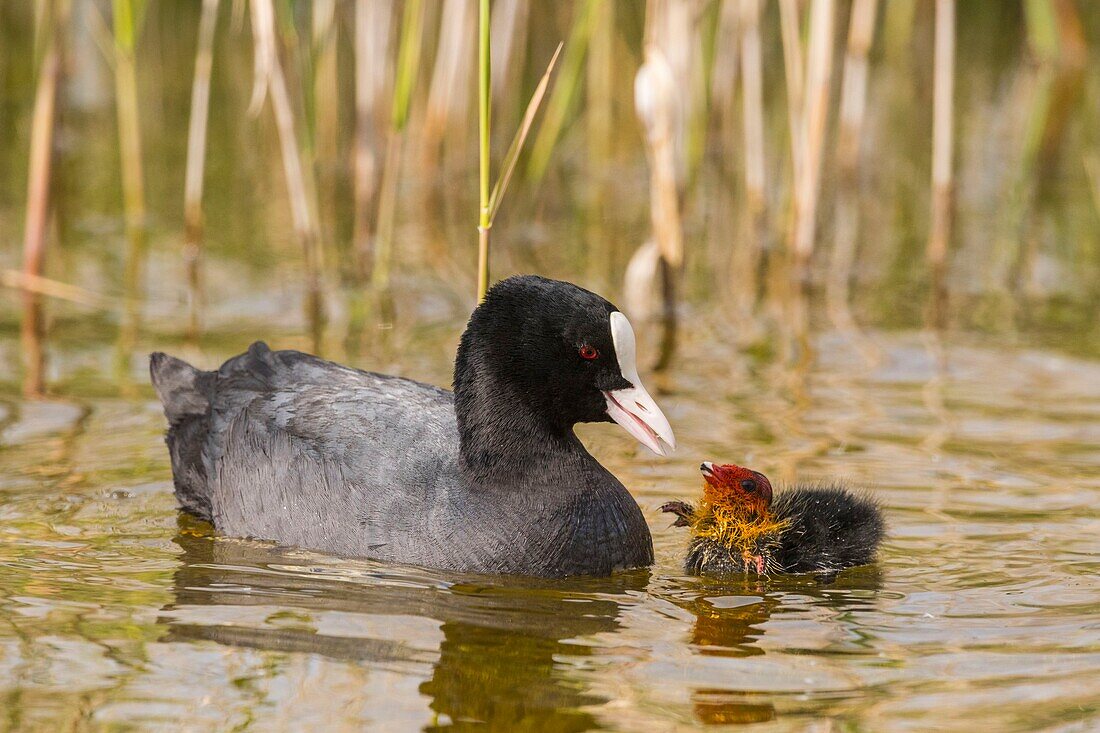 France,Somme,Bay of Somme,Natural Reserve of the Bay of Somme,Saint-Quentin-en-Tourmont,Marquenterre Ornithological Park,Coot (Fulica atra - Eurasian Coot): feeding of young brood by the adults who seek plants at the bottom of the water for their chicks or give them insects and larvae