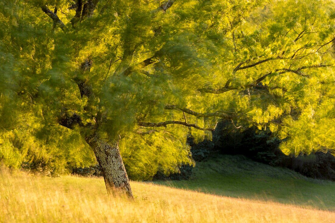 France,Vaucluse,regional natural park of Luberon,Roussillon,labeled the most beautiful villages of France,branches of a white oak (Quercus pubescens) shaken by gusts of Mistral wind