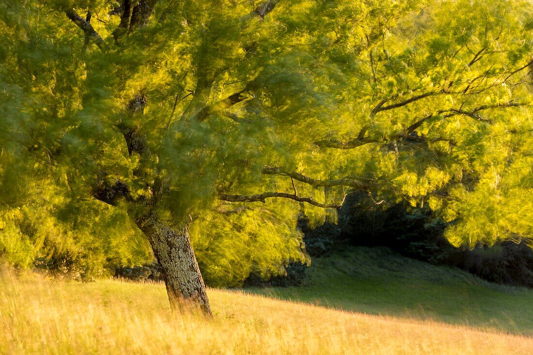Frankreich,Vaucluse,regionaler Naturpark Luberon,Roussillon,bezeichnet als die schönsten Dörfer Frankreichs,Zweige einer Weißeiche (Quercus pubescens), die von Mistral-Windböen geschüttelt werden