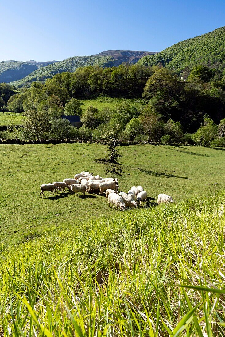 France,Pyrenees Atlantiques,Basque country,Haute Soule valley,herd of sheep