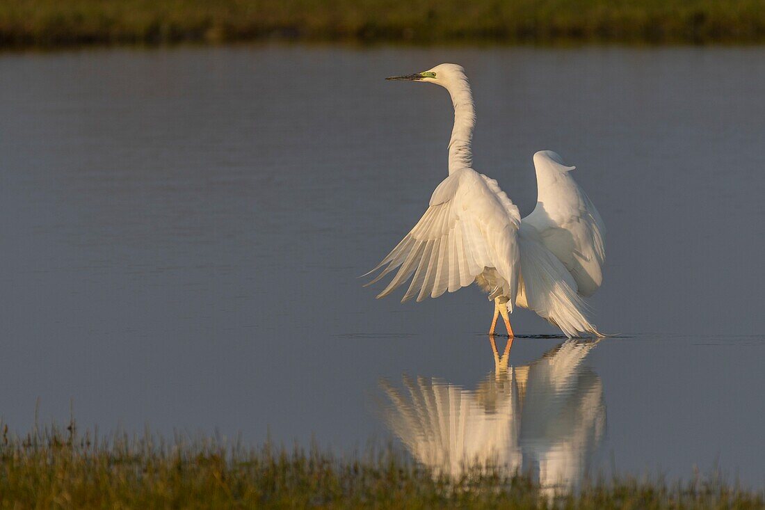 France,Somme,Baie de Somme,Le Crotoy,Great Egret (Ardea alba) fishing with wings spread in the marsh