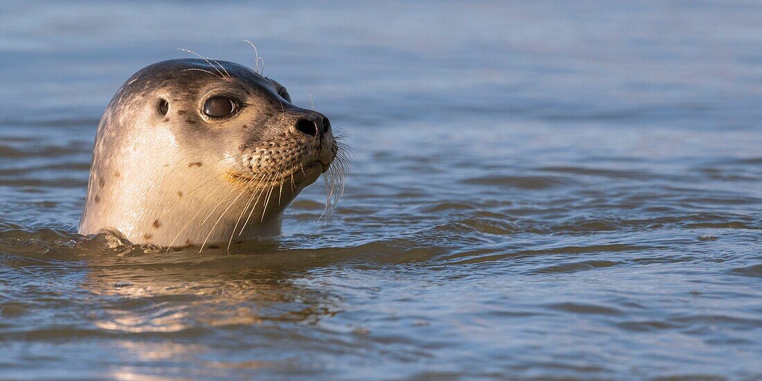 Frankreich,Pas de Calais,Cote d'Opale,Authie Bay,Berck sur mer,Seehund (Phoca vitulina) beim Schwimmen