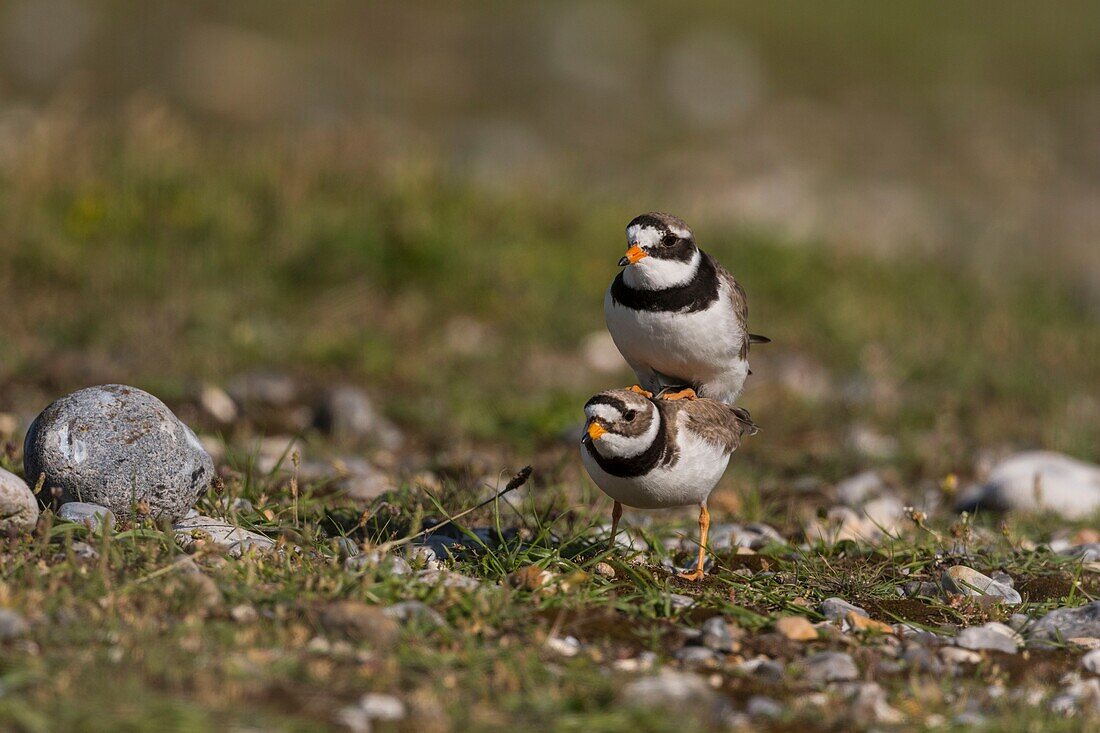 France,Somme,Bay of the Somme,Cayeux-sur-mer,The Hâble d'Ault,Great Plover (Charadrius hiaticula) mating in the spring