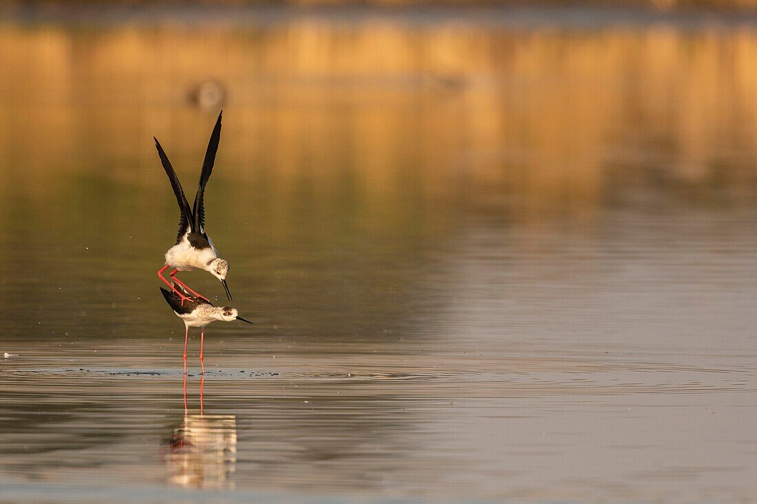 France,Somme,Baie de Somme,Natural Reserve of the Baie de Somme,Le Crotoy,White Stilt (Himantopus himantopus Black winged Stilt) Mating