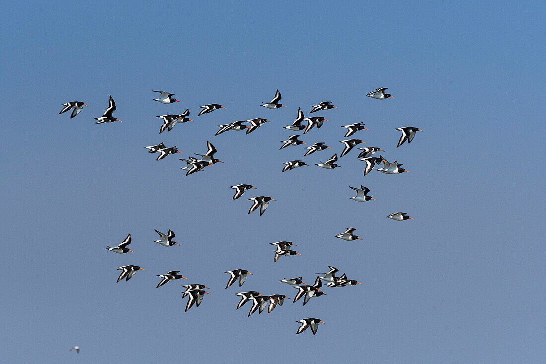 France,Somme,Baie de Somme,Oystercatcher (Haematopus ostralegus Eurasian Oystercatcher) flight dislodged by the rising tide