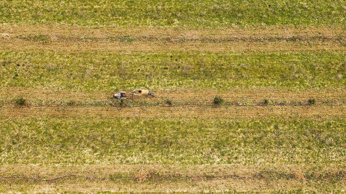 France,Vaucluse,Luberon Regional Natural Park,Lourmarin,truffle oaks,tiller (aerial view)