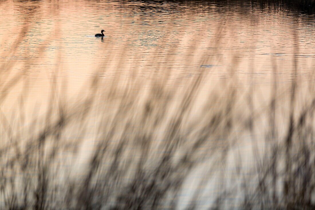 France,Var,Frejus,district of Saint Aygulf,Conservatoire du Littoral,protected natural area,wetland of Etangs de Villepey