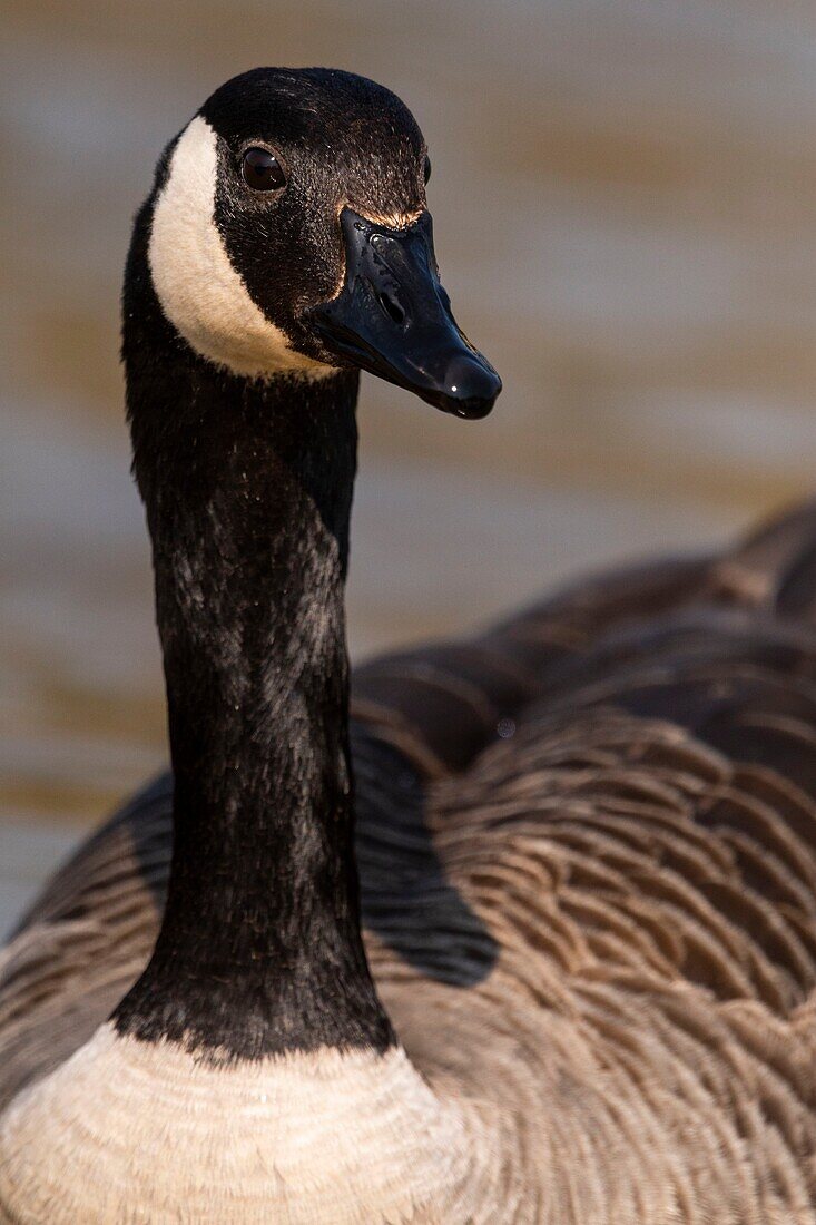 France,Somme,Baie de Somme,Baie de Somme Nature Reserve,Marquenterre Ornithological Park,Saint Quentin en Tourmont,Canada Goose (Branta canadensis Canada Goose)