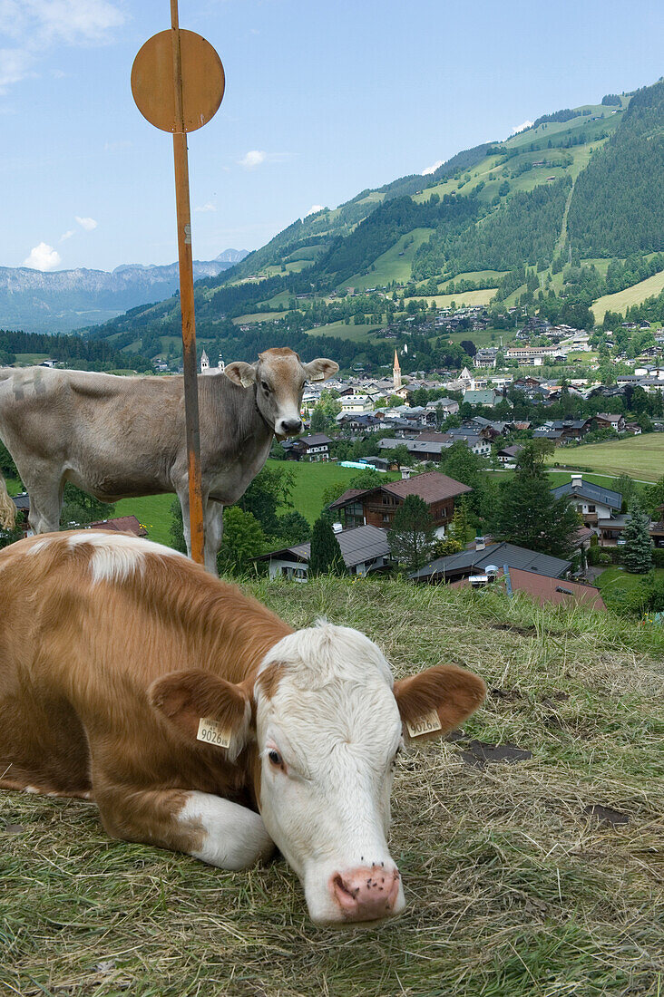 Alpine cattle. Kitzbuehel,Tyrol,Austria.