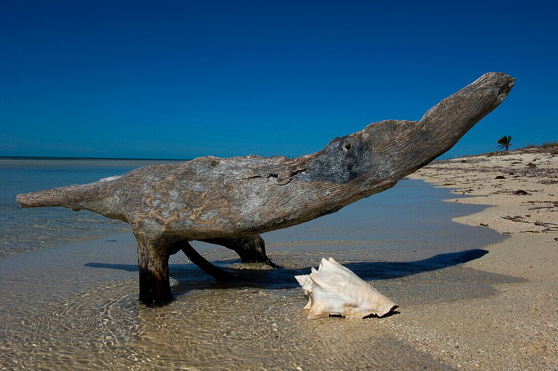 USA,Florida,Florida Keys,Muschelschale am Sandstrand,Key West