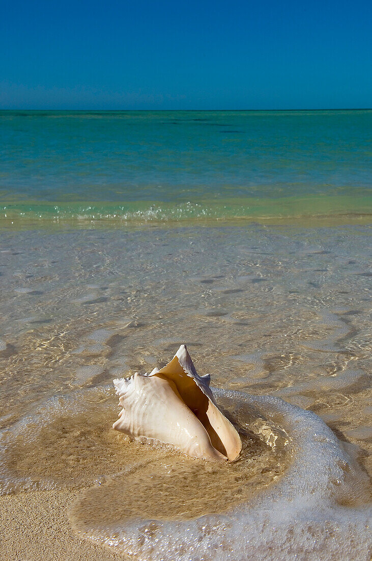 USA,Florida,Florida Keys,Muschelschale am Sandstrand,Key West