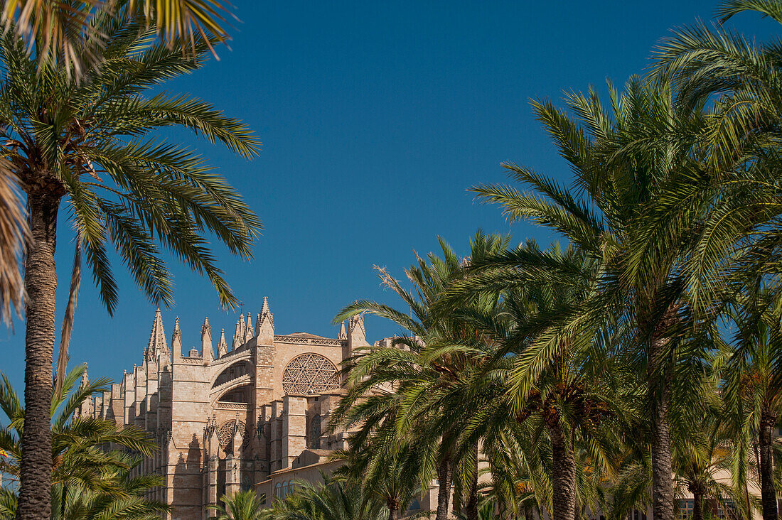 Spain,Majorca,Palm trees in Parc de la Mar leading to Cathedral,Palma