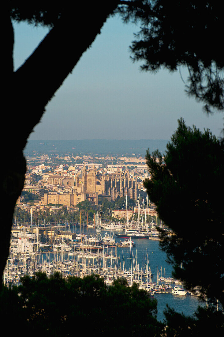 Spain,Majorca,Looking through trees of Parc de Bellver,Palma