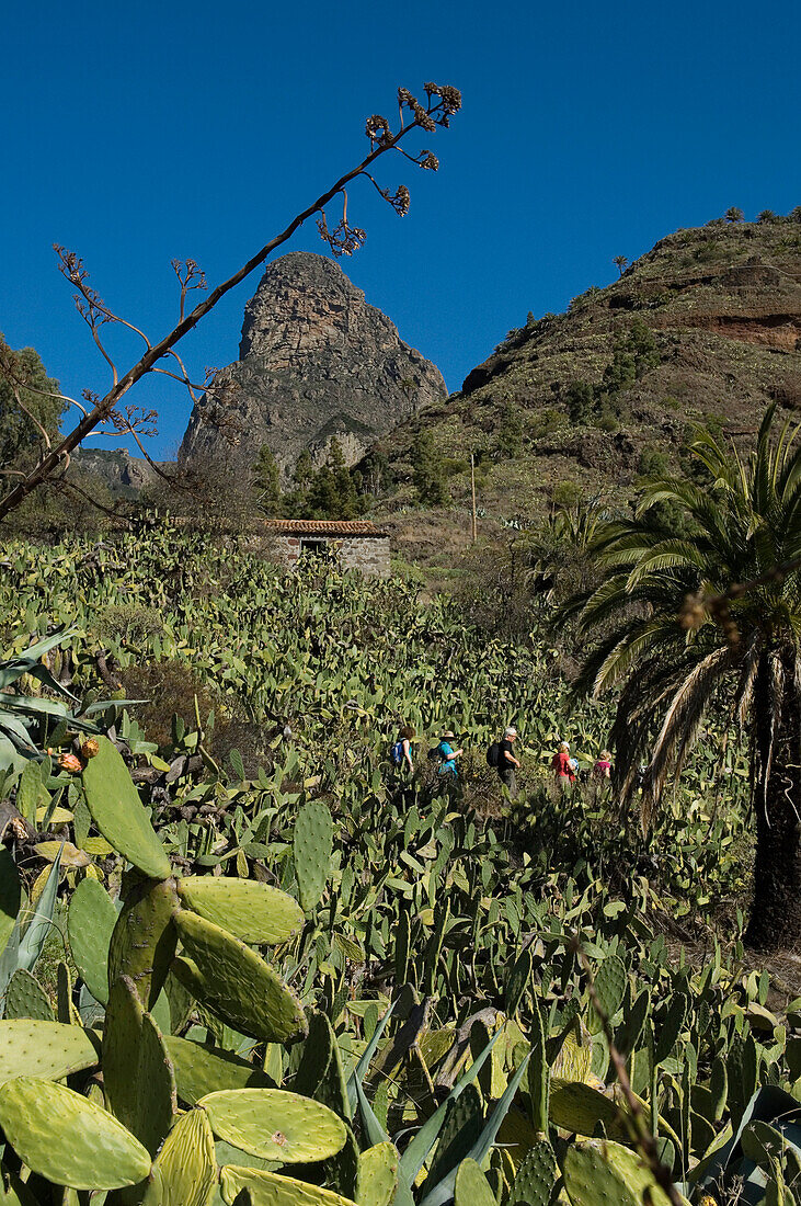 Spain,Canary Islands,Roque de Agando in Integral Nature Reserve,Island of La Gomera
