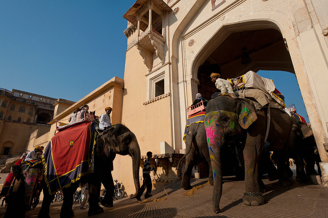 Indien,Rajasthan,Elefanten, die den Weg zum Amber Fort auf und ab gehen,Jaipur