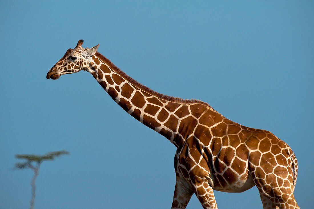 Kenia,Giraffe in Ol Pejeta Conservancy,Laikipia County