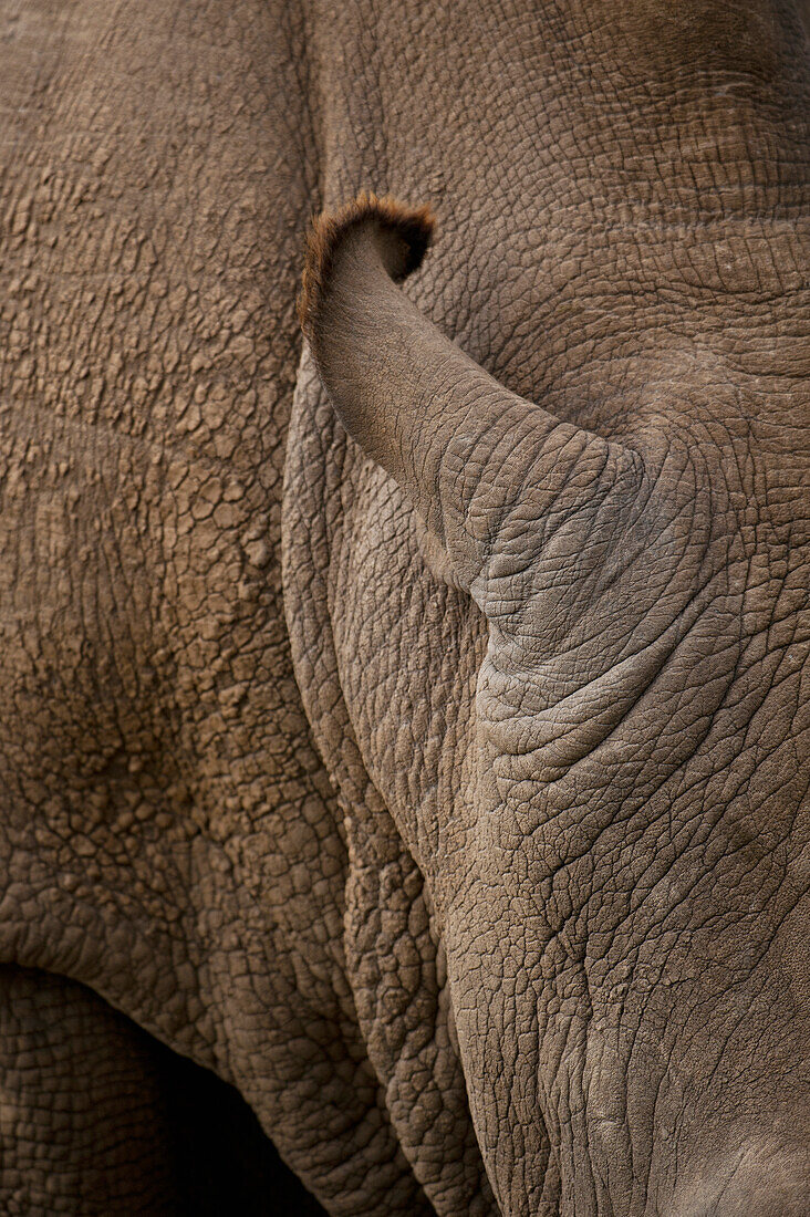 Kenia,Detail eines Nördlichen Breitmaulnashorns in der Ol Pejeta Conservancy, Laikipia County