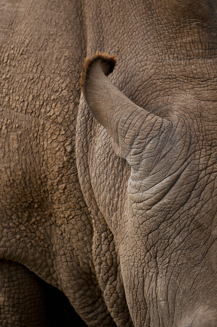 Kenya,Detail of Northern White Rhino in Ol Pejeta Conservancy,Laikipia County