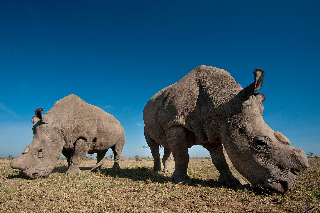 Kenya,Great Northern White Rhinos in Ol Pejeta Conservancy,Laikipia Country