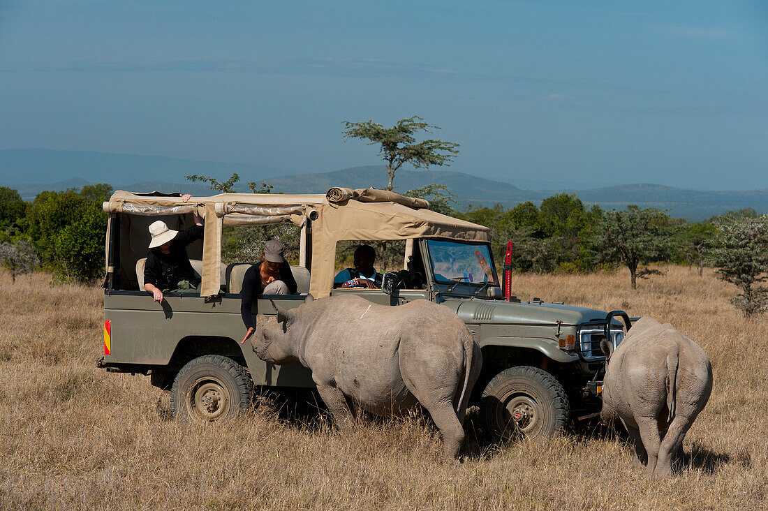 Kenya,Ol Pejeta Conservancy,Laikipia Country,Tourists in 4x4 looking at Southern White Rhino with baby in special rhino sanctuary