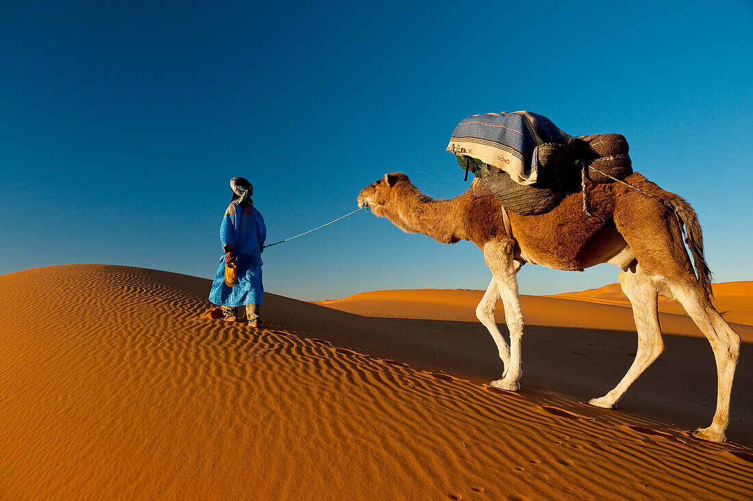 Marokko,Berber führt Kamel über Sanddüne in der Nähe von Merzouga in der Sahara Wüste,Erg Chebbi Gebiet