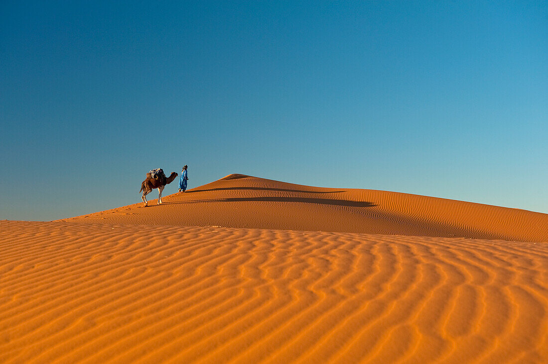 Marokko,Berber 'Blauer Mann' führt Kamel über Sanddünen in der Abenddämmerung im Erg Chebbi Gebiet,Sahara Wüste bei Merzouga