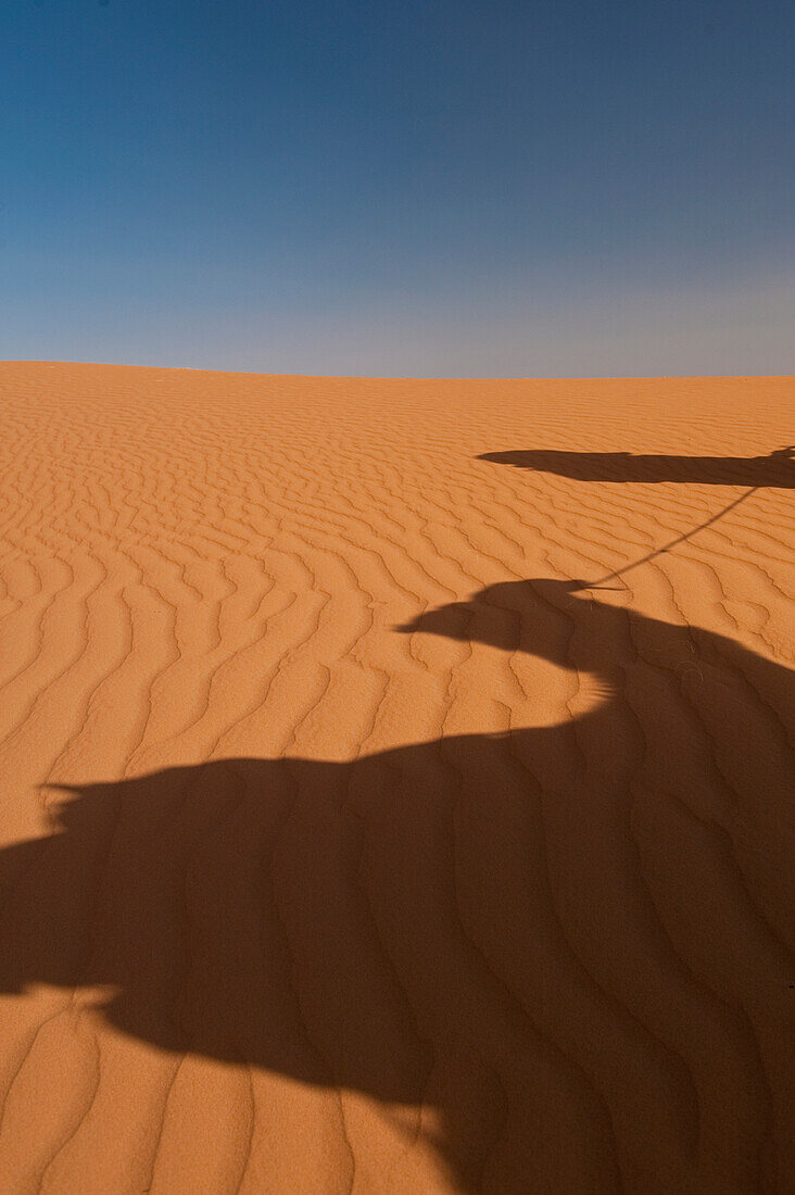 Morocco,Erg Chebbi area,Sahara Desert near Merzouga,Shadow of Berber 'Blue man' leading camel across sand dunes