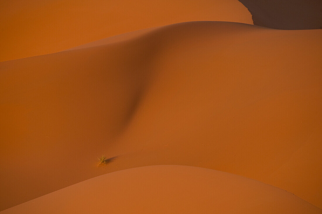 Morocco,Detail of sand dunes at dawn in Erg Chebbi area,Sahara Desert near Merzouga