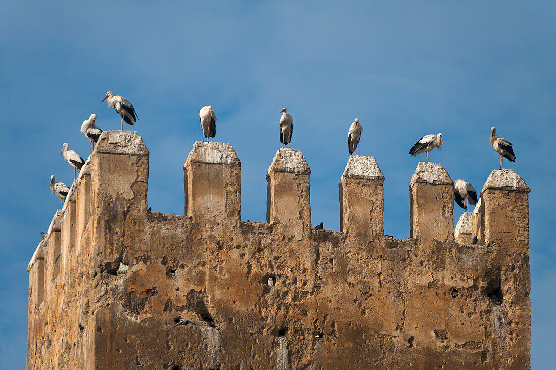 Morocco,Storks on top of old tower near Royal Palace,Fez