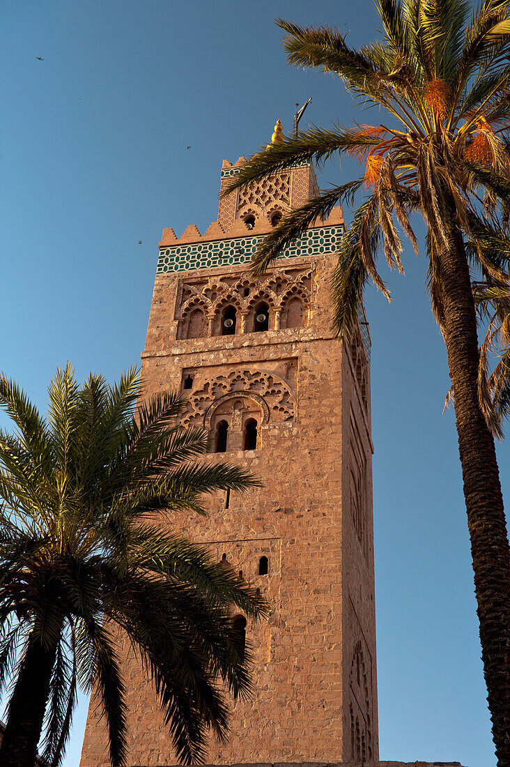 Morocco,Looking through date palms to minaret of Koutobia Mosque at dawn,Marrakesh