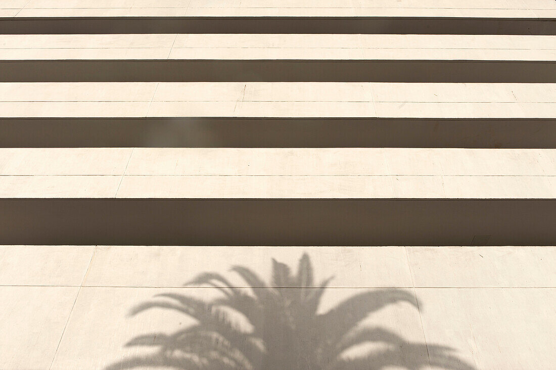 Morocco,Shadow of palm tree on white concrete office building,Casablanca