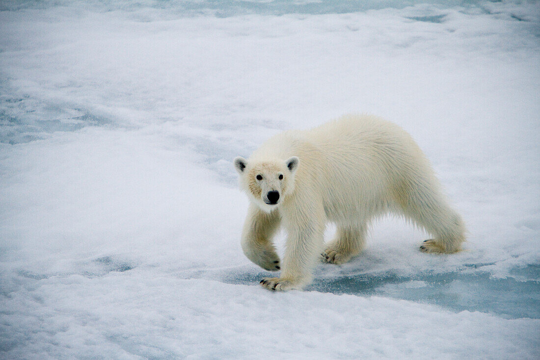 Eisbär auf dem Meereis in der Baffin Bay an der Westküste von Grönland.