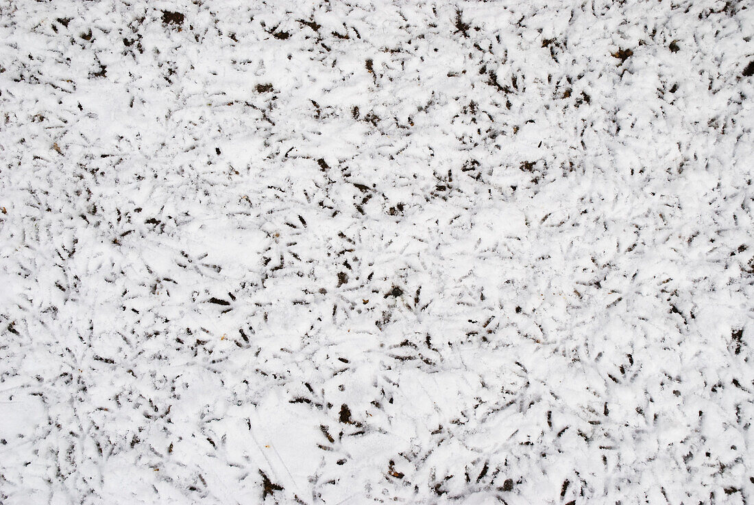 Uk,Vogel Fußabdrücke und Spuren auf Schnee,London