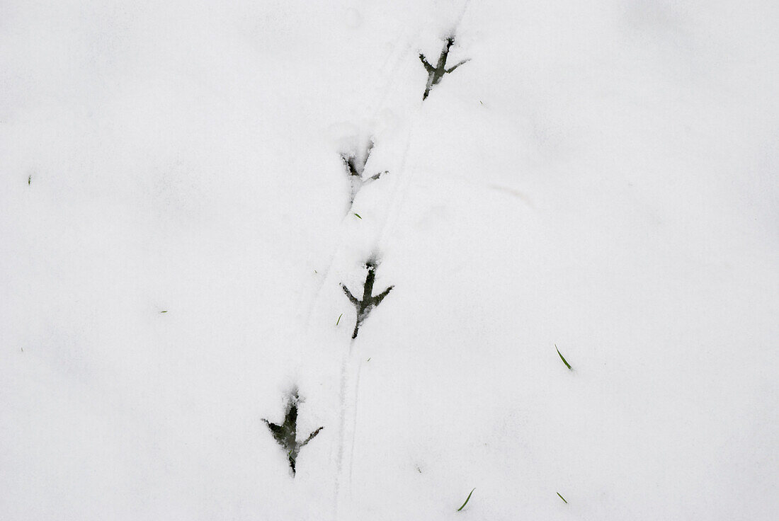 Uk,Bird Footprints And Tracks On Snow,London
