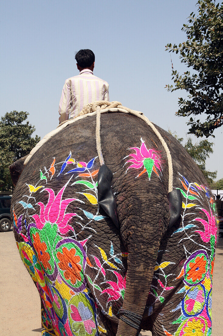 Beim Elefantenfest, Jaipur, Hauptstadt von Rajasthan, Indien. Jährlich stattfindende Veranstaltung im Chaughan-Stadion innerhalb der alten Stadtmauern von Jaipur. Beliebtes Ereignis für Touristen, das am Tag vor dem indischen Holi-Fest stattfindet, bei dem traditionell die