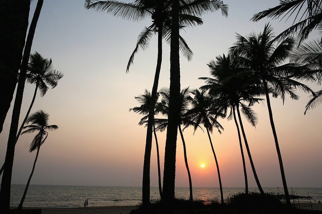 Palm trees at sunset,Anjuna Beach,Goa State,India,Asia.