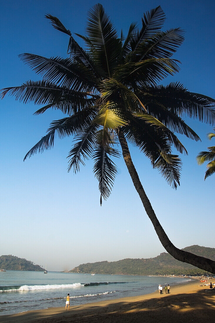 India,Palm Trees Over Palolem Beach,Goa