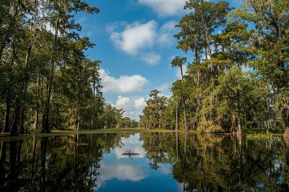 USA,Louisiana,Sumpflandschaft,Breaux Bridge