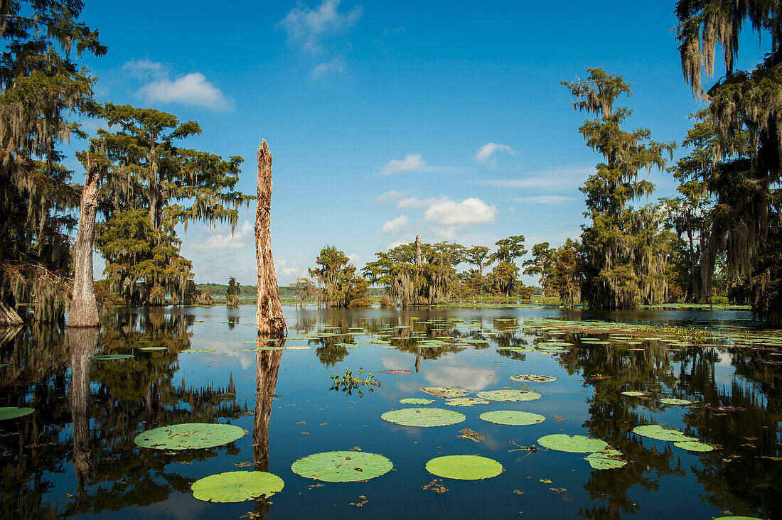 USA,Louisiana,Swamp landscape,Breaux Bridge