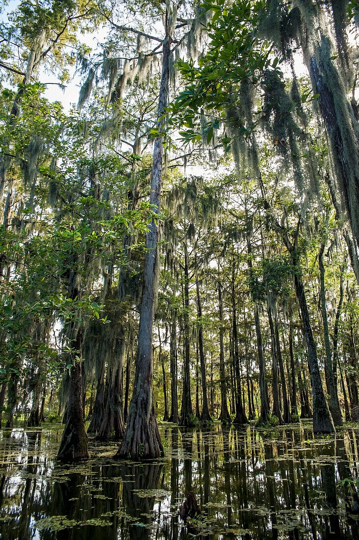 USA,Louisiana,Sumpflandschaft,Breaux Bridge