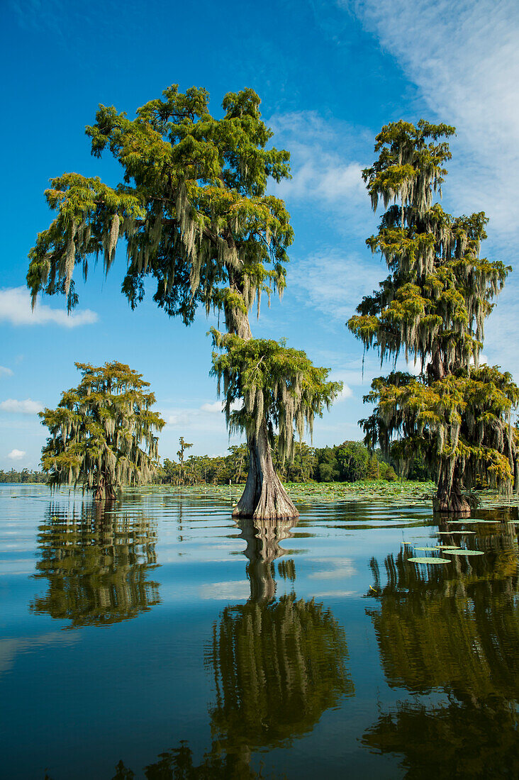 USA,Louisiana,Swamp landscape,Breaux Bridge