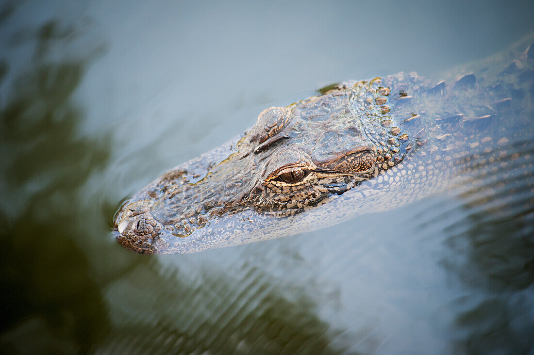 USA,Louisiana,Alligator in den Sümpfen,Breaux Bridge