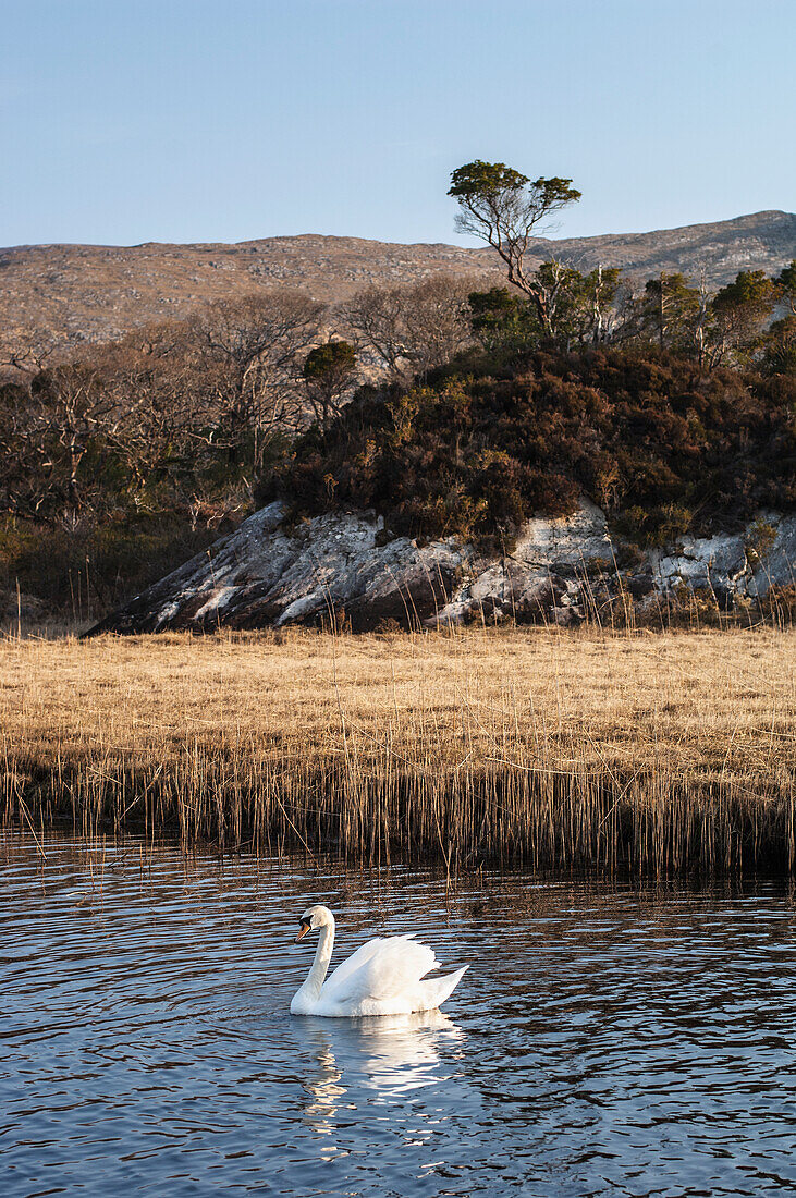 UK,Irland,Grafschaft Kerry,Killarney National Park,Schwan im Oberen See von Lough Leane