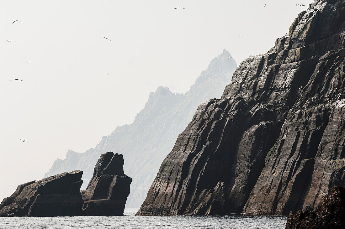 UK,Ireland,County Kerry,Skellig Islands,Little Skellig,Northern Gannets (Morus bassanus) in flight over rocky coast