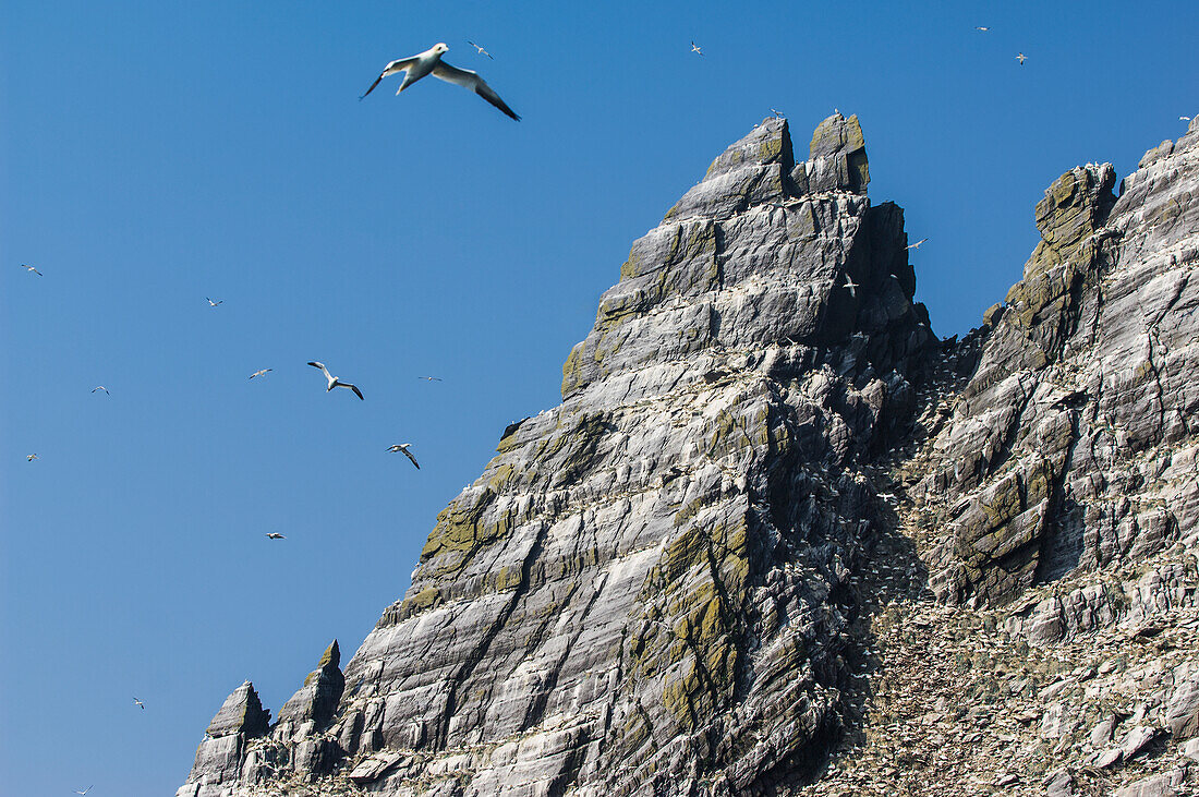 UK,Irland,County Kerry,Skellig Islands,Little Skellig,Basstölpel (Morus bassanus) im Flug über der Felsenküste